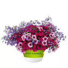 Elli's Flowers "Violet Riot"