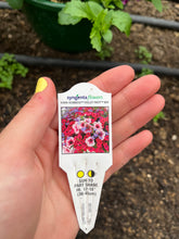 Elli's Flowers "Violet Riot"