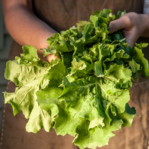 Long Leaf Kale