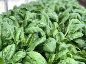 1 lb bag of spinach