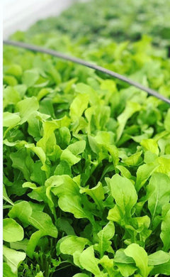 Arugula