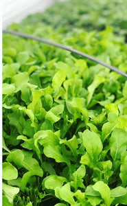 Arugula