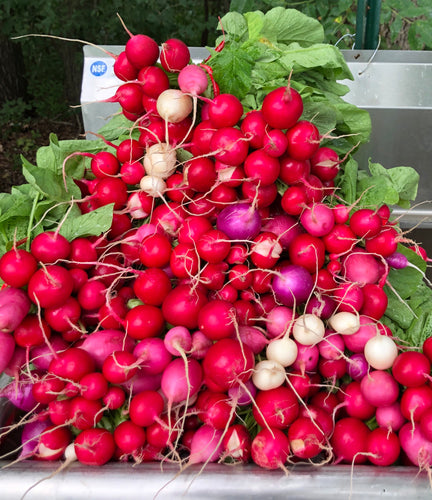 Radishes