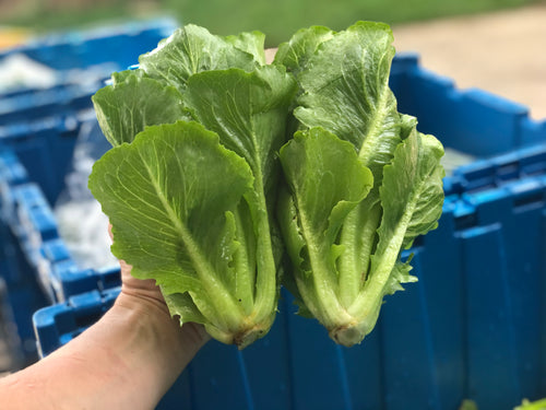 Mini romaine