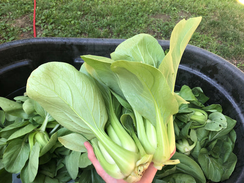 Bok Choy